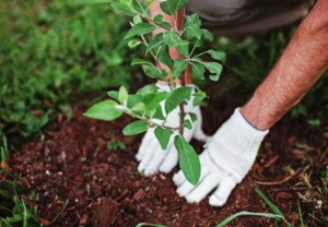 Cover photo for July to-Do List | Extension Master Gardener℠ Volunteers of Clay County
